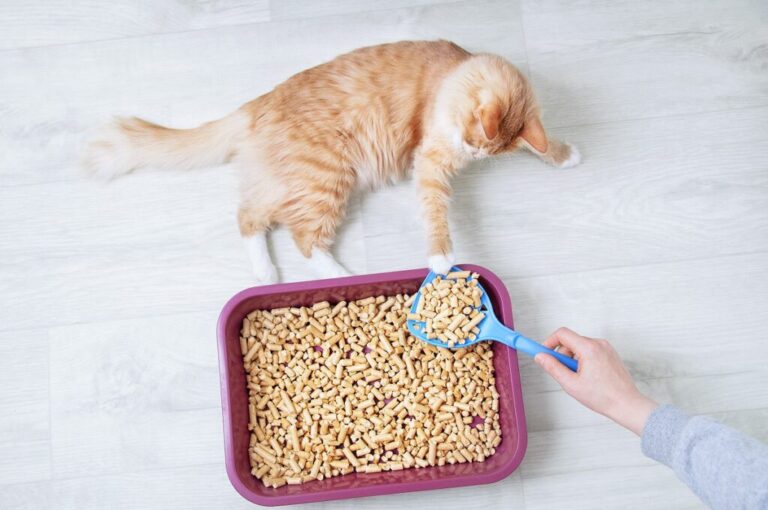 areia vegetal para gatos_1 gato, caixa de areia cheia de areia e dono com pá