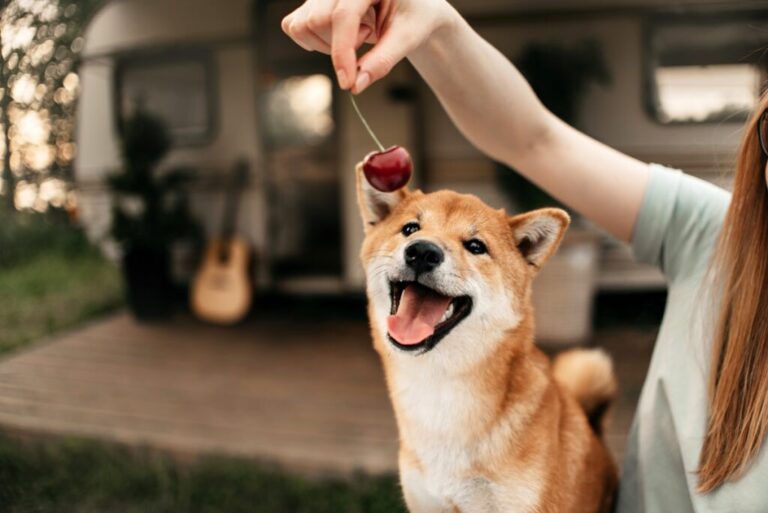 cães podem comer cerejas_1 cão de boca aberta com cereja à frente