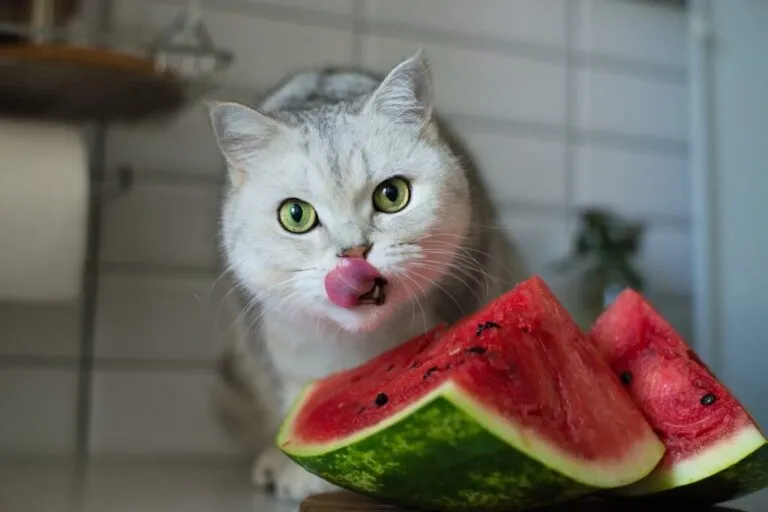 gatos podem comer melancia_1 gato branco com língua de fora com bocado de melancia à frente