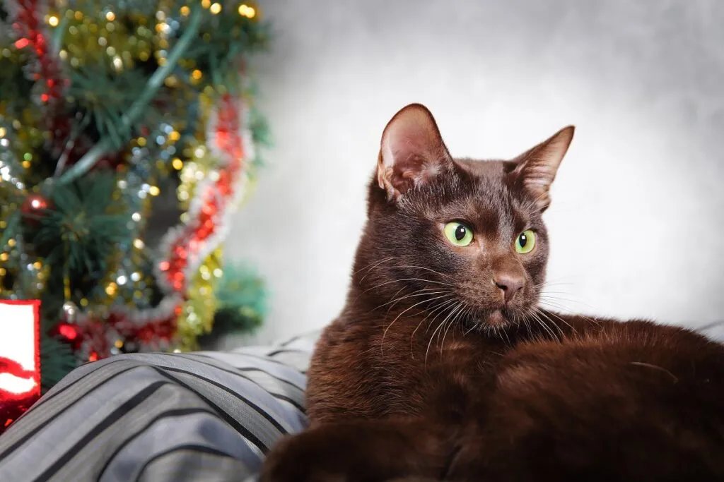 havana brown_2 perfil de gato havana brown com árvore de natal no background