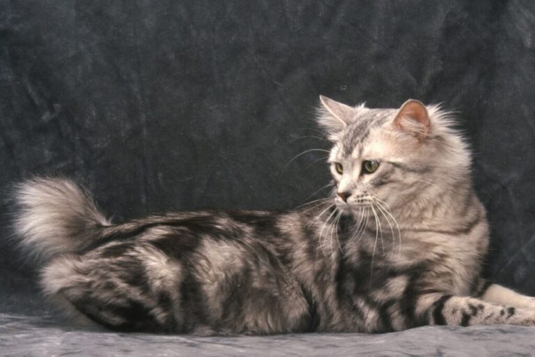bobtail americano_1 gato bobtail americano deitado