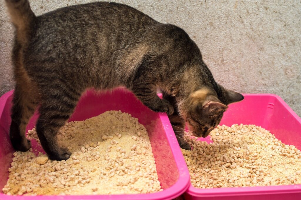 areia vegetal para gatos_2 gato a fazer necessidades com duas caixas de areia