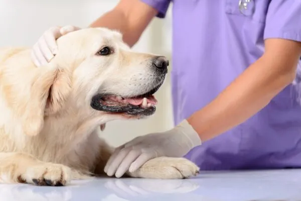 veterinário com mão em cima da pata de labrador