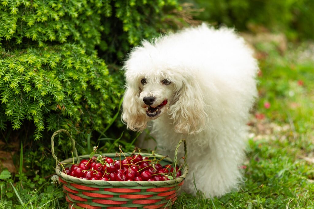cães podem comer cerejas_2