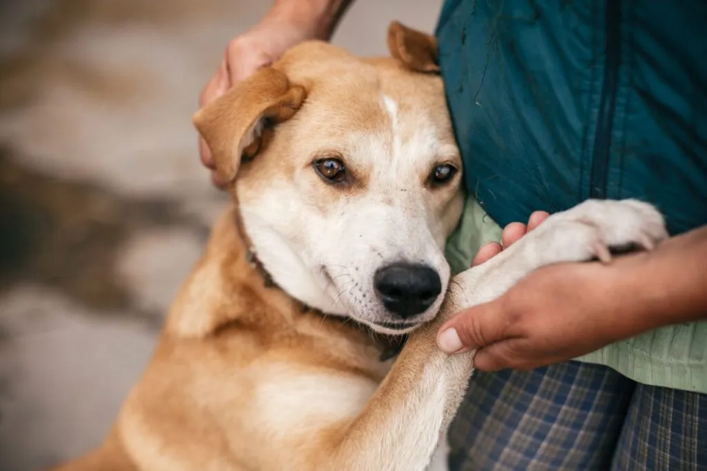 criar laços com o meu cão_2 cão de pé a dar as patas dianteiras ao dono