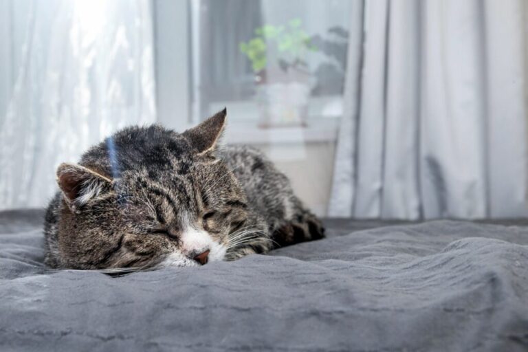 eutanásia nos gatos_1 gato sénior deitado na cama
