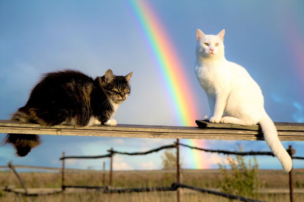 eutanásia nos gatos_3 dois gatos em paisagem com arco íris por detrás