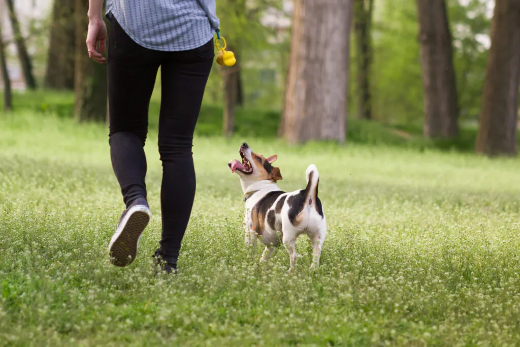 treino para controlar o instinto de caça dos cães_2