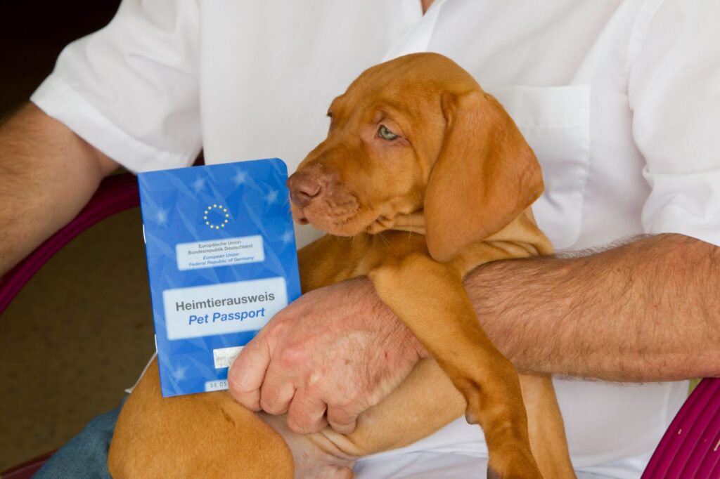 venda ilegal de cachorros_3 cão com passaporte europeu de animal doméstico