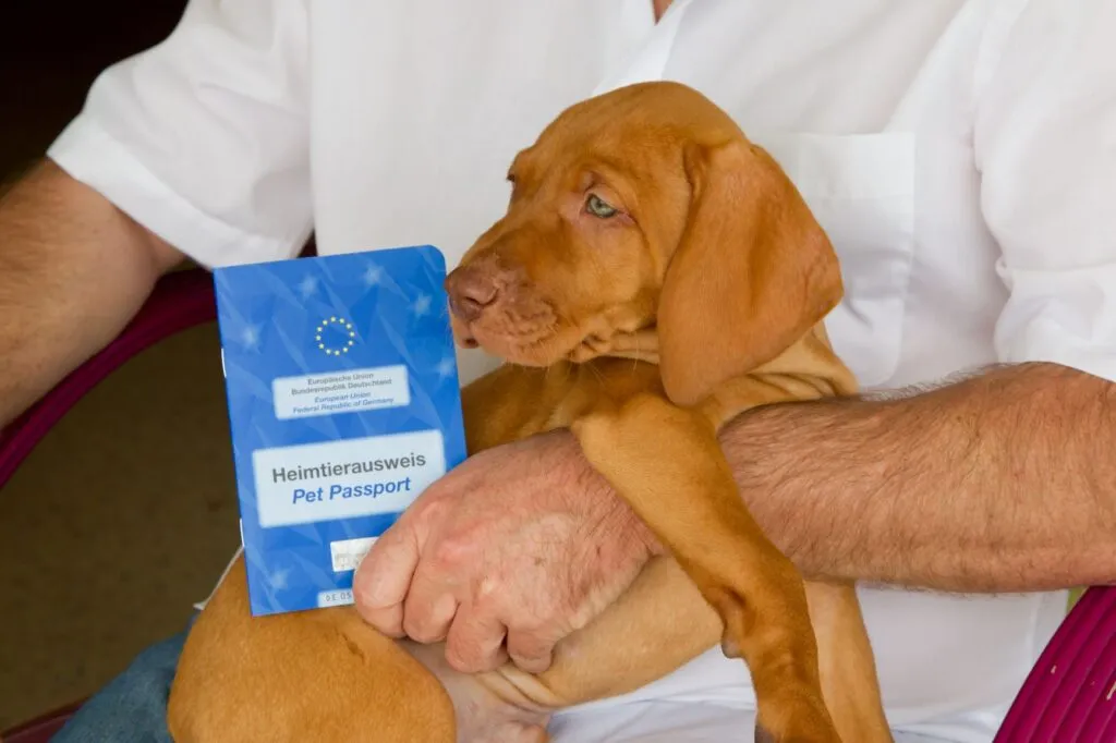 venda ilegal de cachorros_3 cão com passaporte europeu de animal doméstico