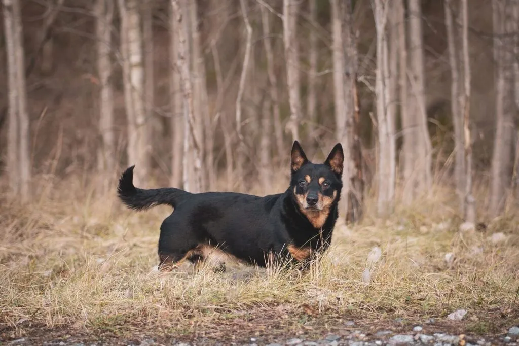 cães mais velhos do mundo_2 cão lancaster heeler na floresta