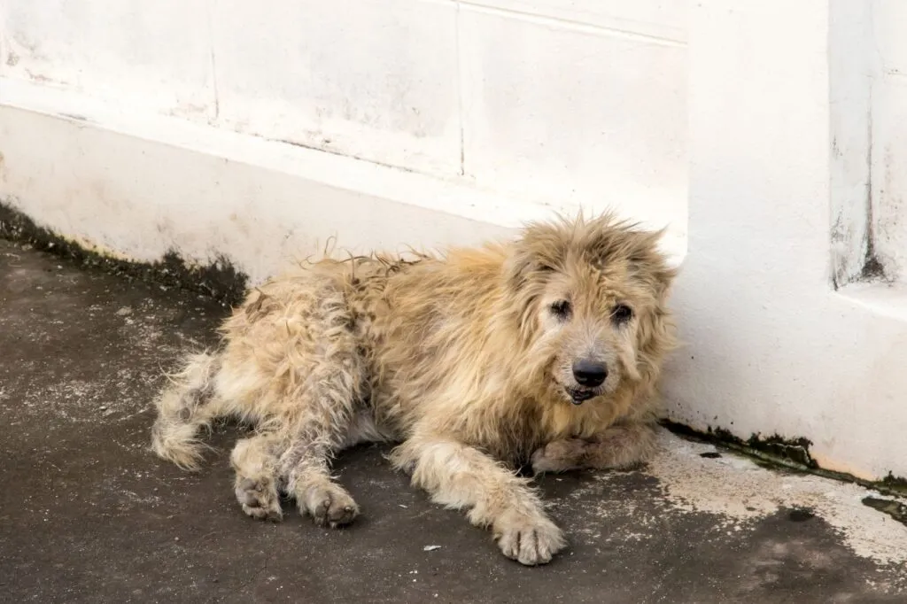 cão perdido_2 cão sujo deitado no chão