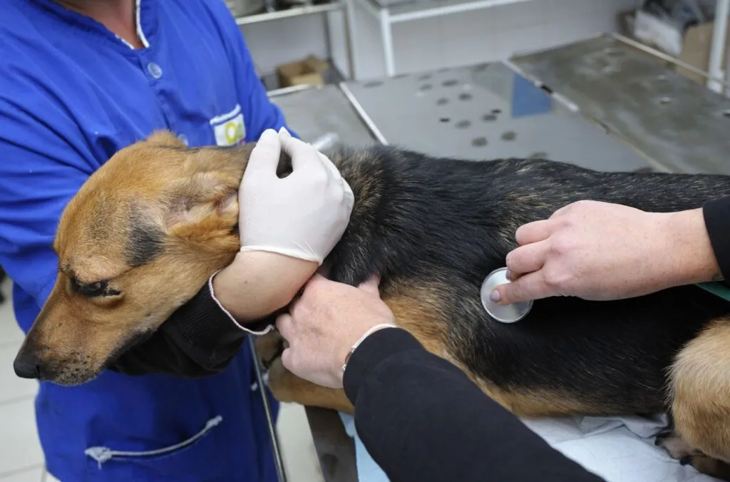 cão perdido_3 cão a ser auscultado por veterinário