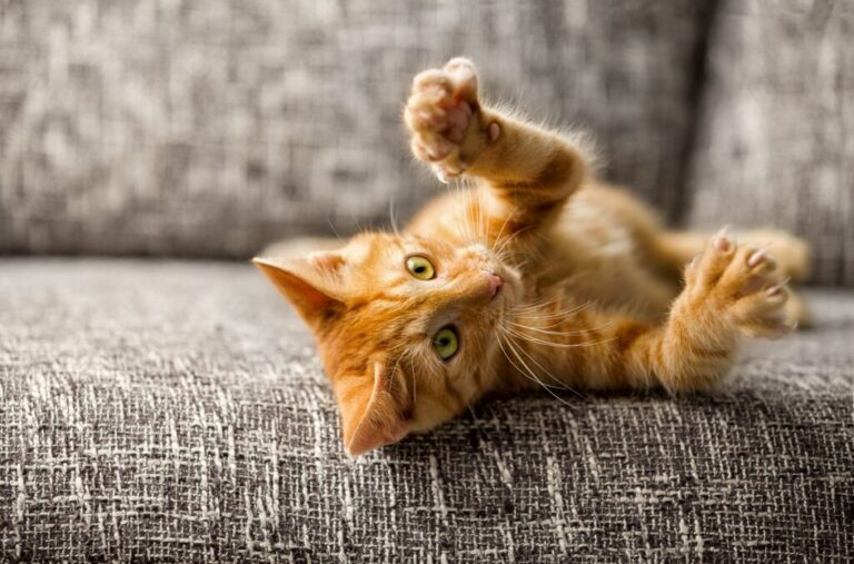 coisas de que os gatos não gostam_1 gato jovem deitado no sofá com unhas de fora