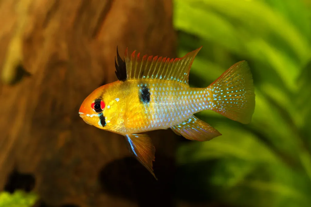 espécies peixes preferidas aquário_10 peixe ramirezi