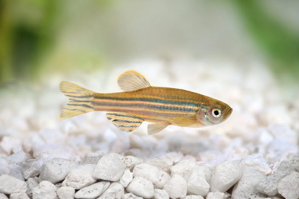 espécies peixes preferidas aquário_11
