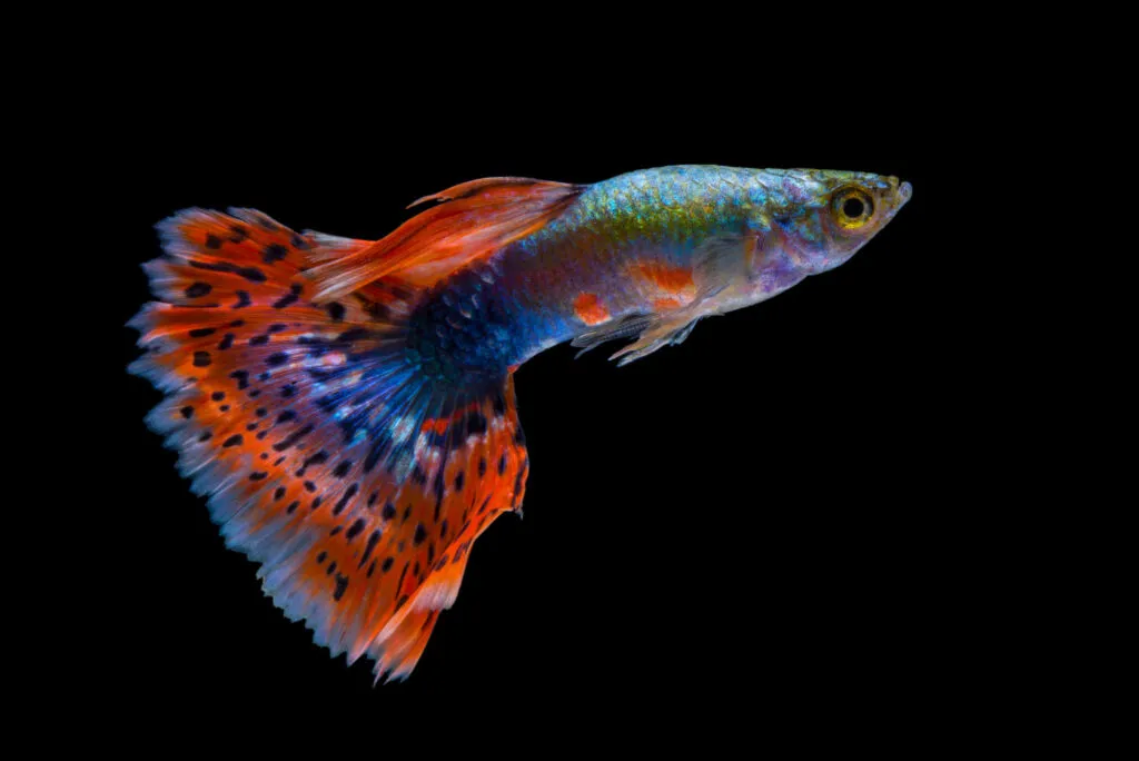 espécies peixes preferidas aquário_2 peixe guppy