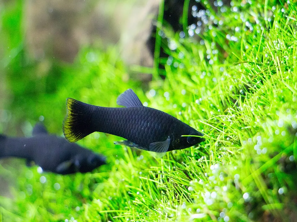 espécies peixes preferidas aquário_5 peixe molly negro