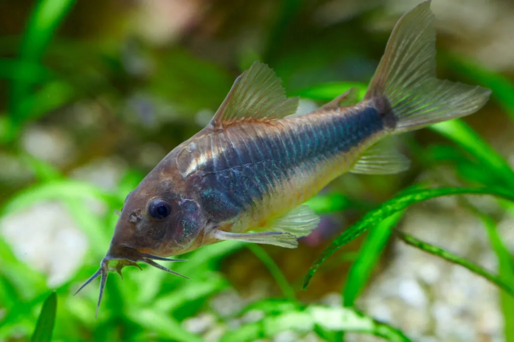espécies peixes preferidas aquário_6 Peixe Corydora paleatus