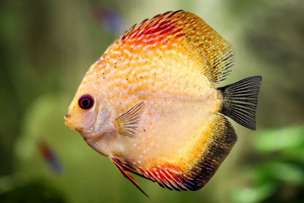 espécies peixes preferidas aquário_7 peixe acará-disco