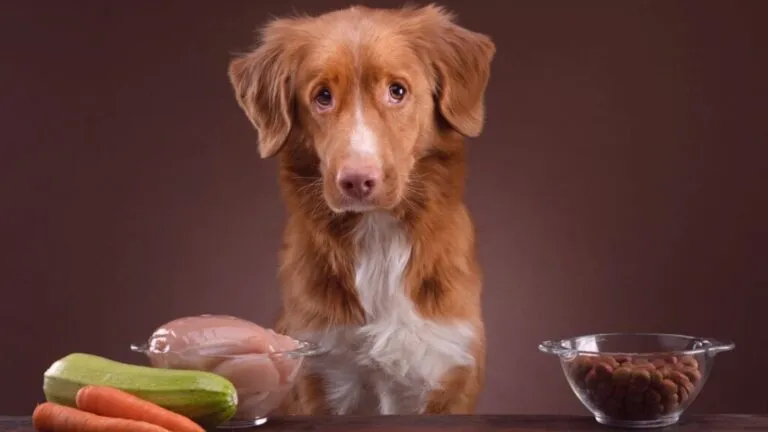 dieta BARF ou alimentação convencional para cães_1 comida crua, ração e cachorro castanho e branco