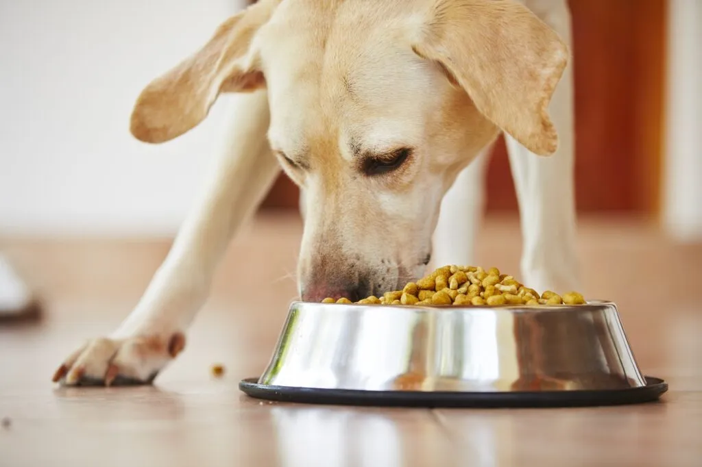 Dieta BARF ou alimentação convencional para cães_2 labrador a comer ração