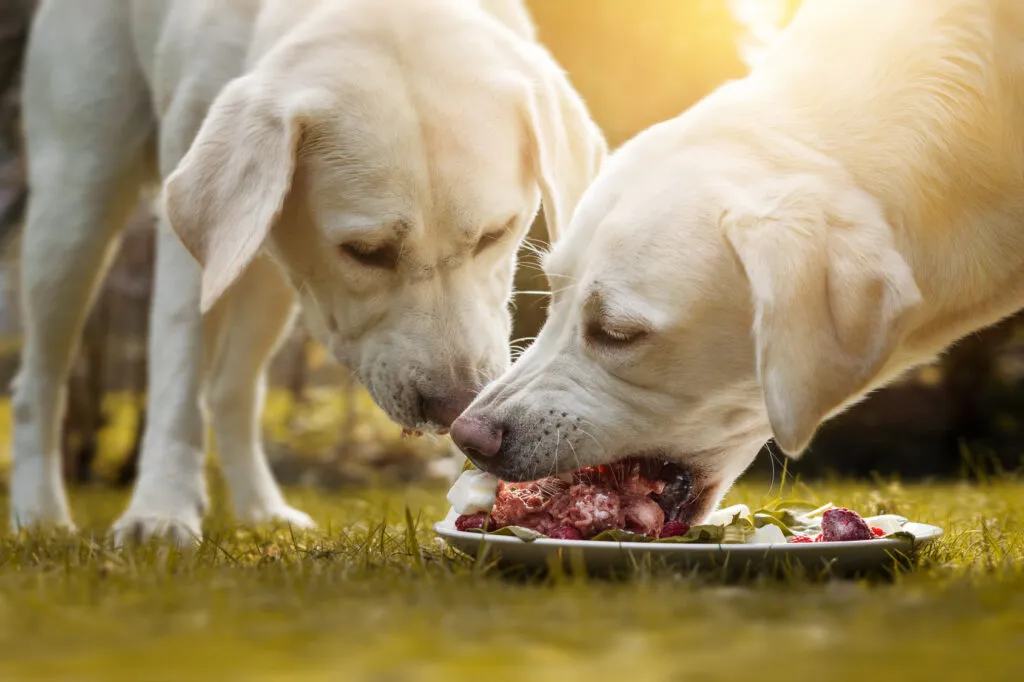 Dieta BARF ou alimentação convencional para cães_3 dois cachorros a comer comida crua de um prato