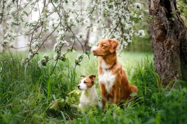 babesiose em cães_1 dois cães sentados na relva