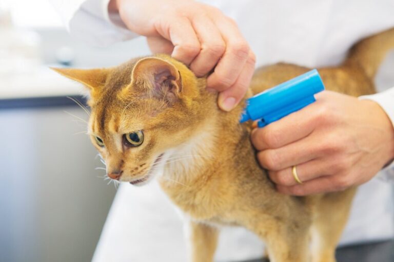 chip em gatos_1 veterinário a colocar chip em gato