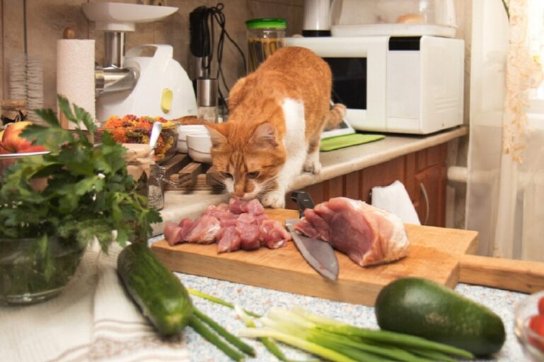 comida caseira para gatos_1 gato em cima do balcão da cozinha a cheirar carne