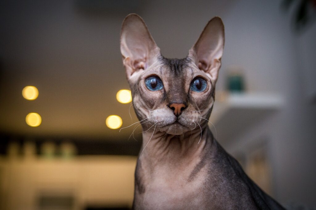 gatos sem pelo_3 grande plano de focinho de don sphynx