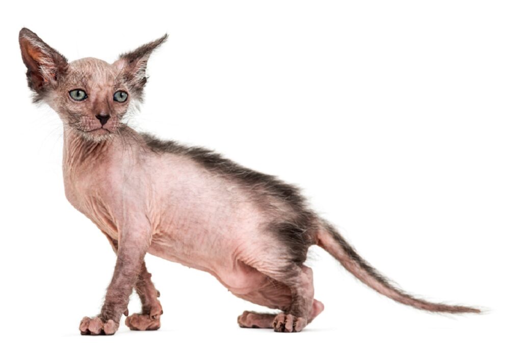gatos sem pelo_5 jovem gato lykoi