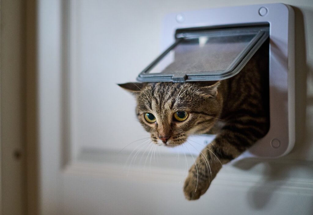 chip em gatos_2 gato a passar por porta automática para gatos