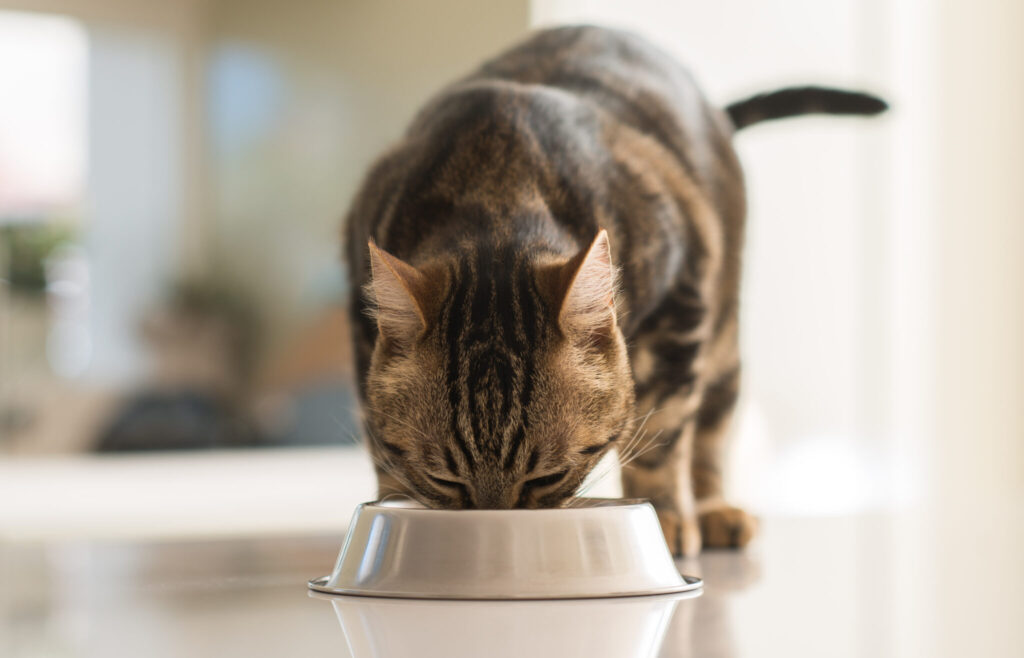 comida caseira para gatos_2 gato a comer de um comedouro