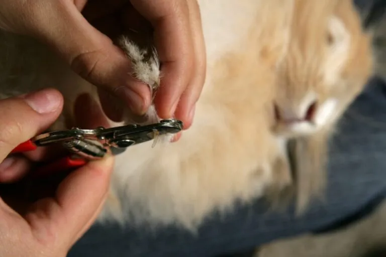 close up de mãos humanas a cortarem as unhas a coelho bege deitado