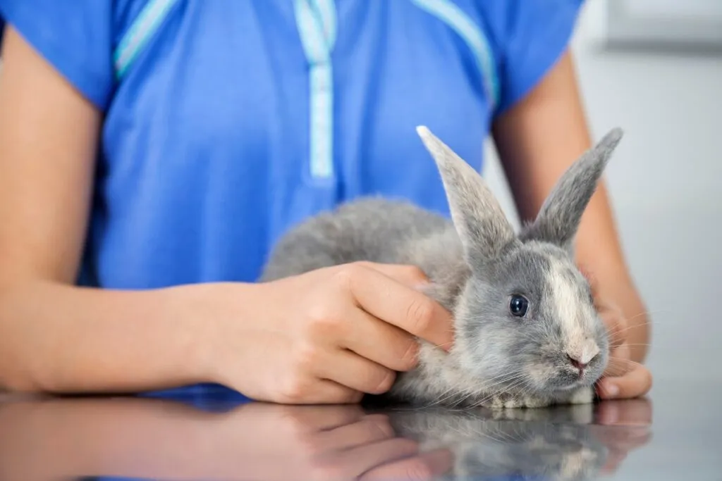 coelho cinzento deitado em cima de marquesa agarrado por veterinária