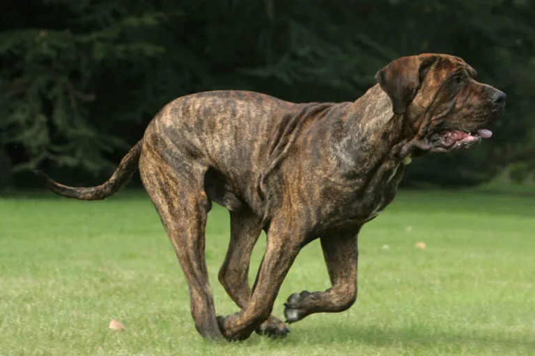 fila brasileiro_1 cão de fila brasileiro a correr na relva com língua de fora