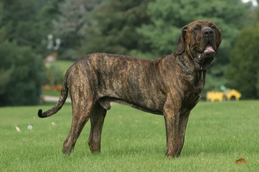 fila brasileiro_2 cão fila brasileiro parado na relva