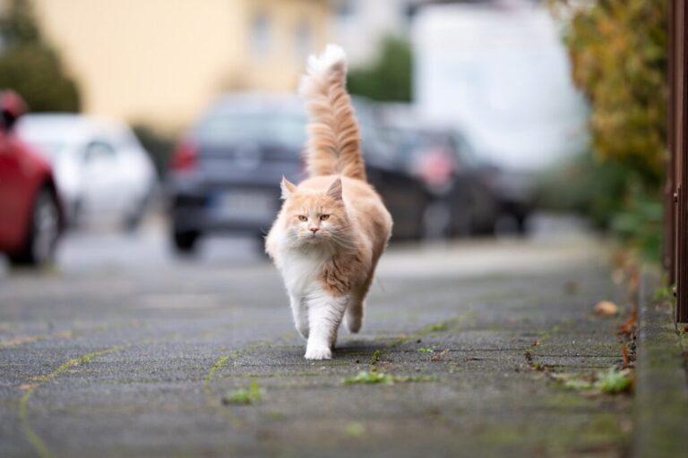 gato atropelado_1 gato maine coon a andar na estrada