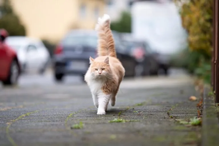 gato atropelado_1 gato maine coon a andar na estrada
