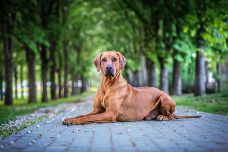 leão da rodésia_1 cão leão da rodésia sentado num caminho de pedra