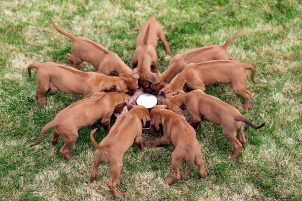 leão da rodésia_5 cachorros leão da rodésia em círculo, a comer de comedouro