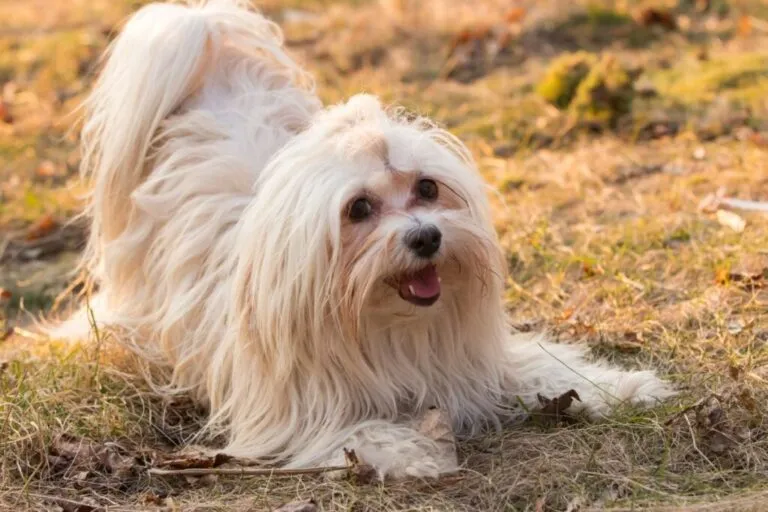 bichon havanês_1 bichon havanês deitado na relva
