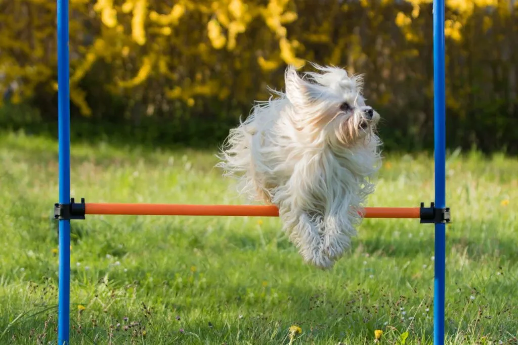 bichon havanês_3 bichon havanês a praticar agility