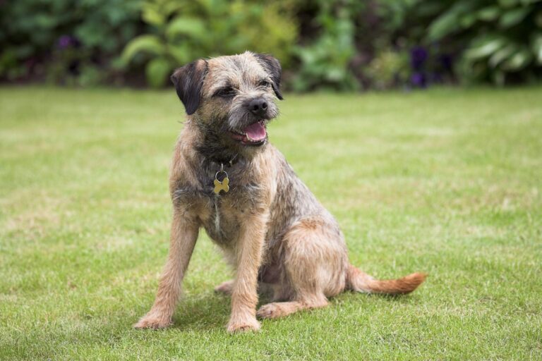 border terrier_1 border terrier sentado na relva