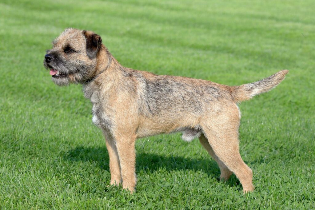 border terrier_2 border terrier em posição de alerta na relva
