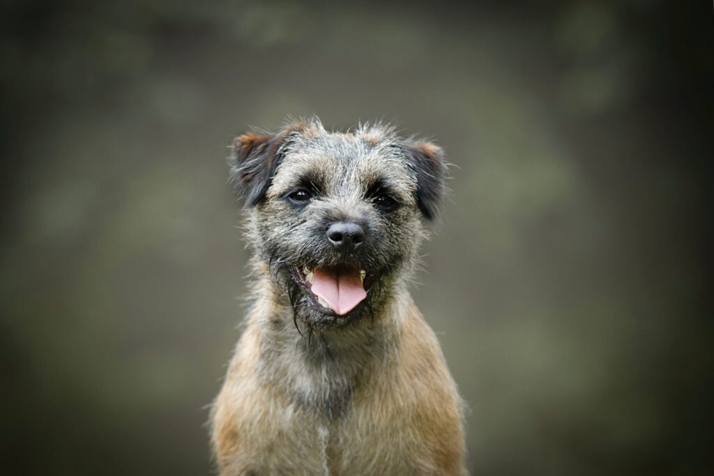 border terrier_3 border terrier de boca aberta e língua de fora