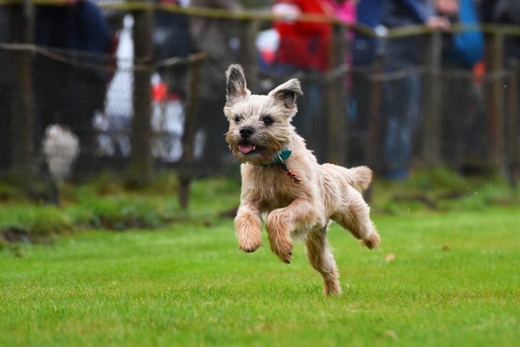 border terrier_4 border terrier a correr na relva
