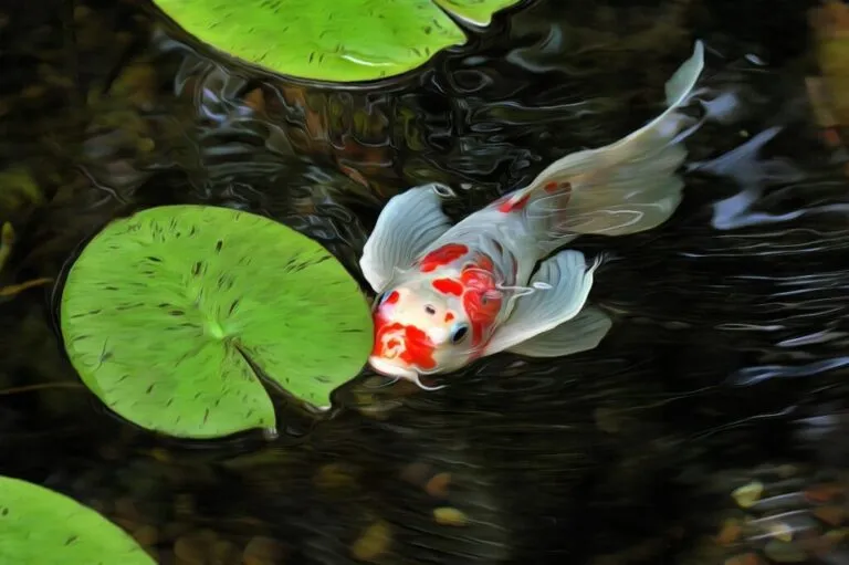 carpa koi branca e laranja a nadar em lago