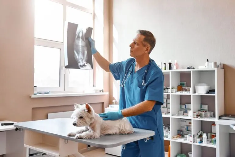 hérnia discal em cães_1 veterinário segura radiografia de cão